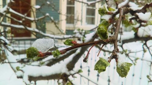 Close-up of snow on plant during winter