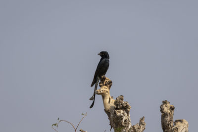 Low angle view of eagle perching on the sky