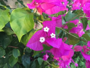 Close-up of pink flower