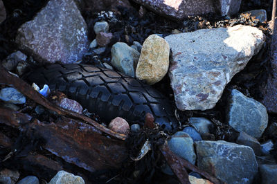 High angle view of lizard on rock