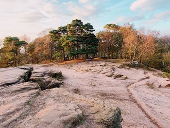Trees growing on land against sky