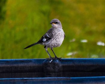 Close-up of bird perching outdoors