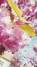 Close-up of pink flowers