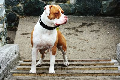 Dog standing on staircase