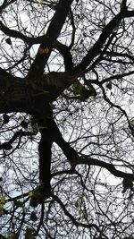 Low angle view of bare tree against sky