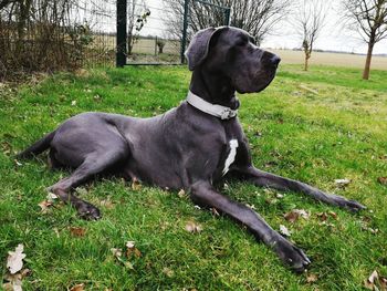 Dog sitting on field