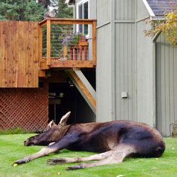 View of a dog resting