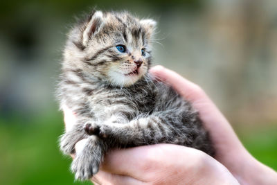 Close-up of hand holding kitten