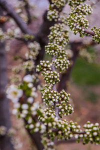 Close-up of white flowering plant