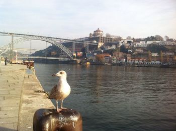 Seagull flying over river