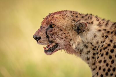 Close-up of cheetah looking away