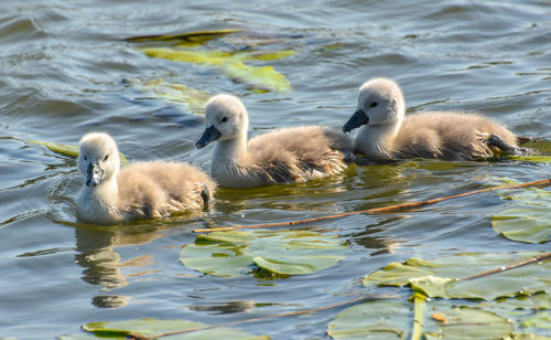 Swans swimming in lake