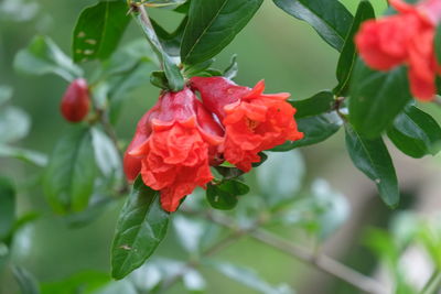 Close-up of red rose flower