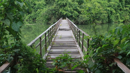 Footbridge amidst trees in forest