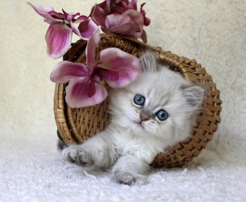 High angle view of cat in basket