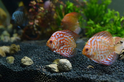 Close-up of fish swimming in sea