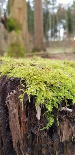 Close-up of moss on tree trunk