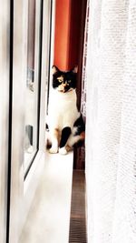 Cat looking away