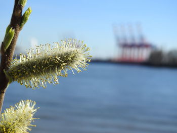 Close-up of dandelion against blurred background