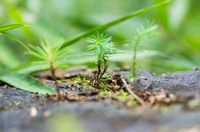 Close-up of young plant growing outdoors