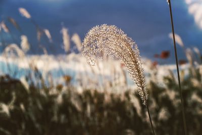 Close-up of fresh plant in field