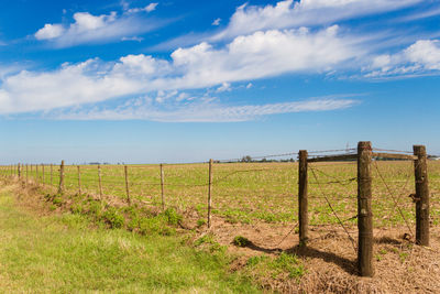 Scenic view of agricultural field against sky