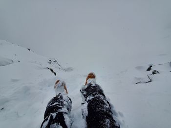 Low section of person with horse in snow