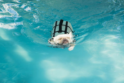 French bull dog swimming in pool