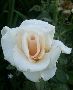 Close-up of white rose blooming outdoors