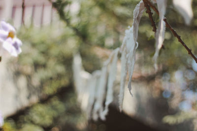 Close-up of frozen plant