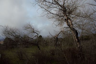 Bare trees in forest against sky