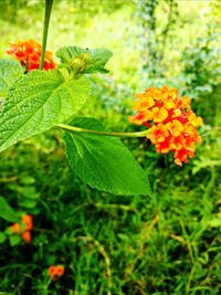 Close-up of orange flowering plant