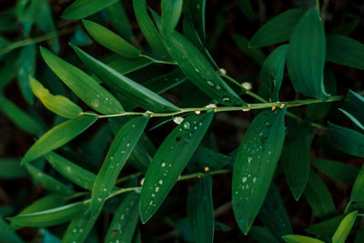 Full frame shot of wet plants during rainy season