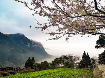 Scenic view of cherry blossom tree against sky