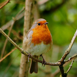 Close-up of bird perching on branch