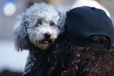 Close-up portrait of a dog