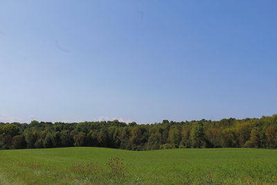 Trees on field against clear sky