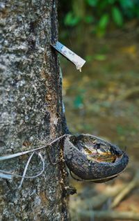 Close-up of lizard on tree trunk
