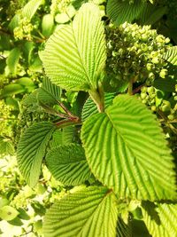 Close-up of leaves