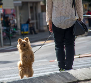 Low section of man with dog walking outdoors