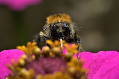 Close-up of bee pollinating on purple flower