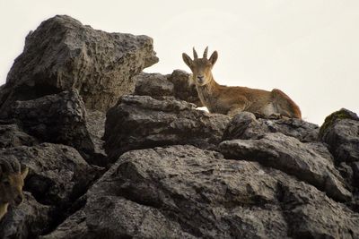 Giraffe on rock against sky