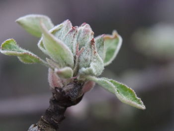 Close-up of flower buds growing outdoors