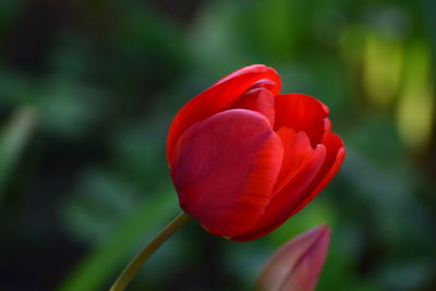 Close-up of red tulip