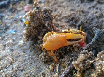 Close-up of crab on sand