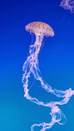 Jellyfish swimming in sea