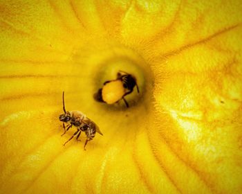 Close-up of bee on yellow flower