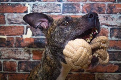 Close-up portrait of a dog against wall