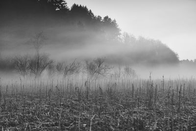 Trees on field against sky
