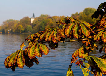 Close-up of autumn leaves in lake against sky